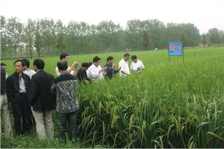 永利集团3044种业科技有限公司豫南地区杂交粳稻现场观摩会成功召开